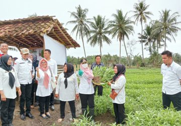 Bupati Tanggamus Menghadiri Panen Sayur di Pekon Kejayaan