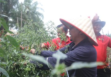 Tekan Inflasi di Daerah, Sekda Siak Ajak Masyarakat Tanam Cabe Merah