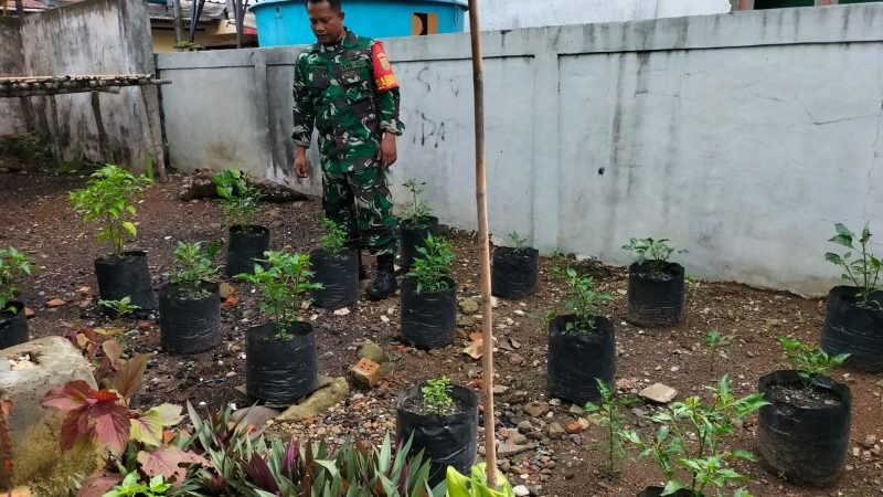 Serda Ngadimin Babinsa Koramil 404-07/ME Menanam Tanaman Sayuran