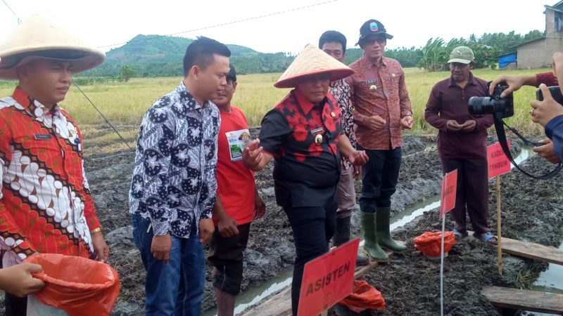 Jaro Saiful Dampingi Bupati Lamsel Tanam Bawang Merah di Desa Ruguk