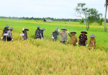 Wakil Bupati Bengkalis Bagus Santoso Bersama Dandim dan Polres Lakukan Panen Padi di Desa Mentayan