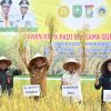 Panen Raya Padi Bersama Gubernur Riau, Pj Bupati Kampar Juga Serahkan Alsintan untuk Para Petani