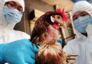 Pj Wali Kota Pekanbaru Imbau Masyarakat Waspadai Wabah Flu Burung
