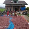 Tanam Bawang Merah di Lamsel, Petani Asal Brebes Beri Manfaat Masyarakat Lokal