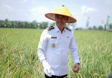 Bersama Gurbenur Syamsuar, Bupati Rohil Panen Raya Padi Nusantara 1 Juta Hektar di Rimba Melintang