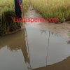 Sawah Masyarakat Pinang Belarik Banjir Akibat Aliran Jalan Servo Lintas Raya