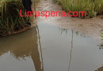 Sawah Masyarakat Pinang Belarik Banjir Akibat Aliran Jalan Servo Lintas Raya