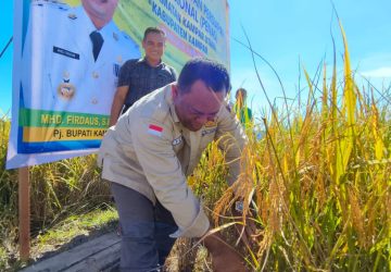Panen Perdana Musim Tanam Pertama Bonca Pawuo, Staf Ahli Bupati Kampar Drs. Yusri, M. Si : Jangan Pernah Berhenti Menanam