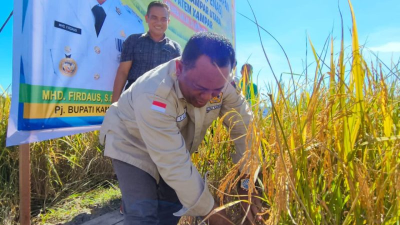 Panen Perdana Musim Tanam Pertama Bonca Pawuo, Staf Ahli Bupati Kampar Drs. Yusri, M. Si : Jangan Pernah Berhenti Menanam