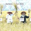 Panen Raya Padi Bersama Gubernur Riau, Bupati HM WARDAN Harapkan Pemprov Riau Bisa Terus Support Petani di Inhil