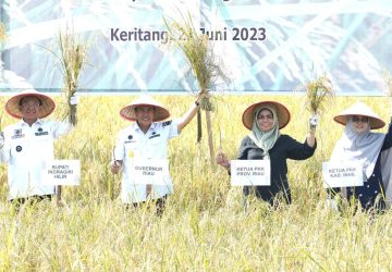Panen Raya Padi Bersama Gubernur Riau, Bupati HM WARDAN Harapkan Pemprov Riau Bisa Terus Support Petani di Inhil