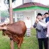 Pemkab Lamsel Salurkan 41 Ekor Sapi Kurban, 11 Diserahkan ke Masjid Agung