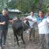 Ketua DPRD Inhu Sembelih Hewan Kurban di Kampung Halaman