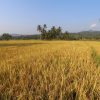 Petani Tanjung Raja Rasakan Manfaat Pupuk Organik dari Bukit Asam