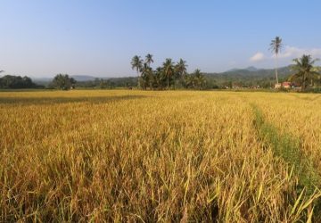 Petani Tanjung Raja Rasakan Manfaat Pupuk Organik dari Bukit Asam