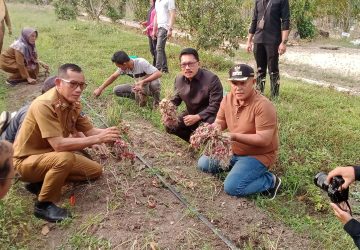 Program Ketahanan Pangan Berhasil, Bupati Nanang Ermanto Panen Bawang Merah di Kebun Edukasi