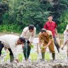 Tanam Perdana Padi Sawah IP 200, Pj Bupati Kampar ; Tingkatkan Hasil Produksi Padi dan Pertahankan Lahan Pertanian