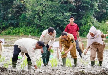 Tanam Perdana Padi Sawah IP 200, Pj Bupati Kampar ; Tingkatkan Hasil Produksi Padi dan Pertahankan Lahan Pertanian
