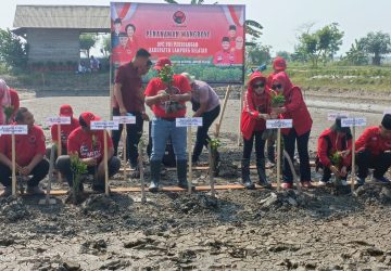 DPC PDI-P Lamsel Bersama Kader, Gelar Penanaman 4 Ribu Pohon Mangrove di Pematang Pasir