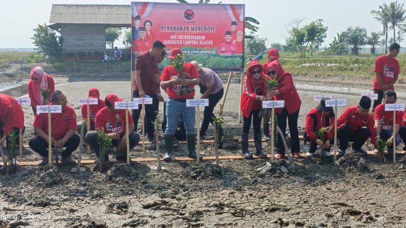 DPC PDI-P Lamsel Bersama Kader, Gelar Penanaman 4 Ribu Pohon Mangrove di Pematang Pasir