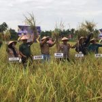 Ketahanan Pangan, Kelompok Tani Sekar Wangi Bersama Forkopimda Indragiri Hulu Panen Raya