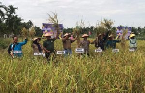 Ketahanan Pangan, Kelompok Tani Sekar Wangi Bersama Forkopimda Indragiri Hulu Panen Raya