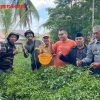 Wabup Bagus Santoso Panen Cabai Komunitas Mahasiswa Petani Milineal
