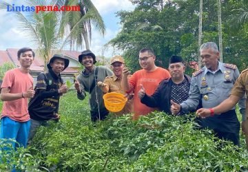 Wabup Bagus Santoso Panen Cabai Komunitas Mahasiswa Petani Milineal