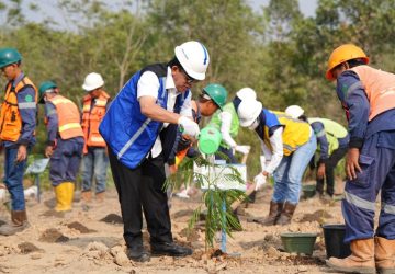 PTBA Kembangkan Energi Biomassa dari Kaliandra Merah
