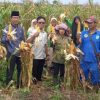 Kadistankan Inhu Panen Jagung Bersama Gapoktan