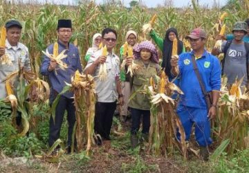 Kadistankan Inhu Panen Jagung Bersama Gapoktan