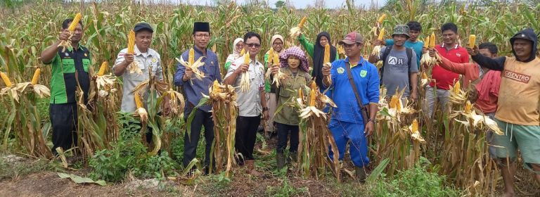 Kadistankan Inhu Panen Jagung Bersama Gapoktan