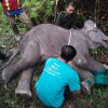 Bayi Gajah Mati di Pelalawan Akibat Luka Terjerat Tali Nilon