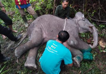 Bayi Gajah Mati di Pelalawan Akibat Luka Terjerat Tali Nilon