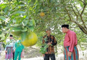 Wabup Husni : Kerja Keras Pak Sobihin Jadi Motivasi Tanam Jeruk Menjajikan