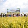 Bupati Alfedri Panen Raya Padi, Petani Gembira Harga Gabah Tinggi