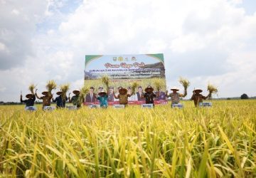 Bupati Alfedri Panen Raya Padi, Petani Gembira Harga Gabah Tinggi