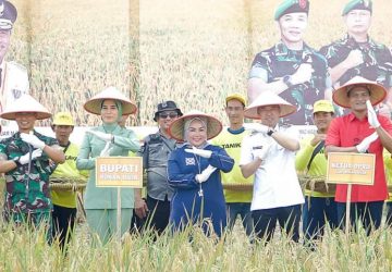 Bupati Afrizal Sintong Hadiri Panen Raya Padi Binaan Kodim 0321 Rohil