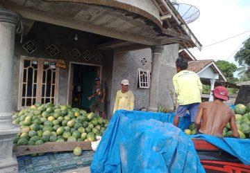Berawal Dari Coba-coba Kadus Wayan Widya Sukses Panen Semangka