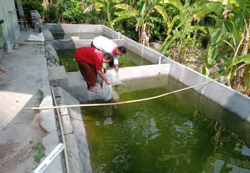 Penguatan Ketahanan Pangan, Pemdes Legundi Budidayakan Ikan Air Tawar