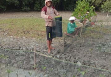 Cegah Abrasi Pantai, KBR Tunas Berundung Berseri Tanam Mangrove 40 Ribu Batang Program Dari BPDAS-WSWS