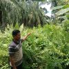 Warga Mengkapan Minta PT. BSP Tanggap Masalah Banjir, Segera Gali Kanal Yang Semak Akses Langsung Pembuangan Air ke Laut 