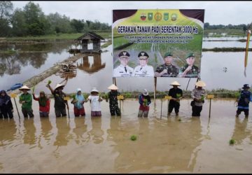 Gerakan Tanam Padi Serentak 3000 Ha, Dalam Rangka Ketahananan Pangan Nasional
