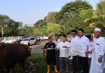 Idul Adha 1445 H, Bukit Asam (PTBA) Salurkan 196 Sapi dan 65 Kambing Kurban