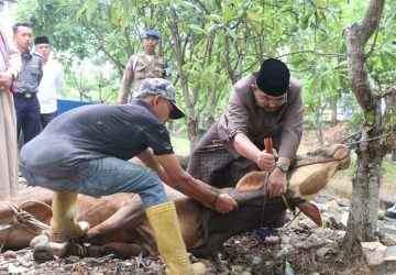 Pemkab Tanjab Barat Qurban 69 Sapi dan 8 Kambing pada Hari Raya Idul Adha