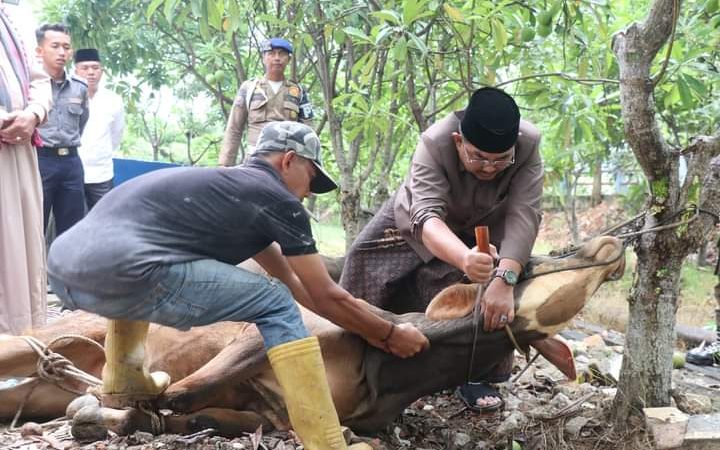 Pemkab Tanjab Barat Qurban 69 Sapi dan 8 Kambing pada Hari Raya Idul Adha