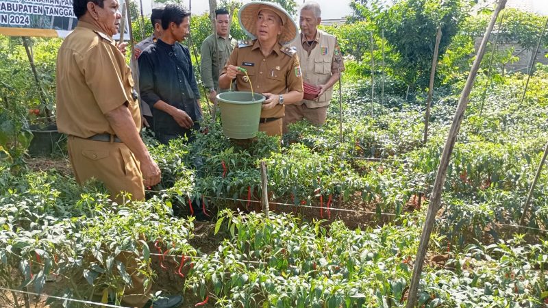 Pj Bupati Tanggamus Panen Cabai Merah GERTAK MATA BABE