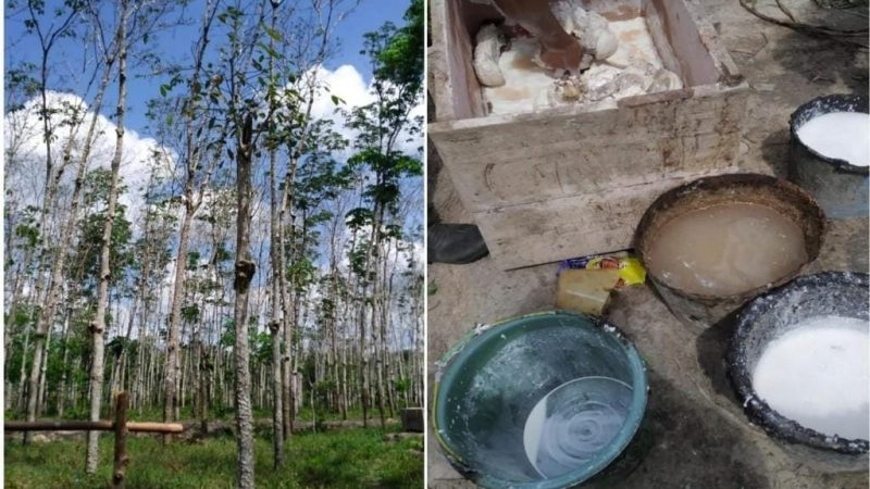 Petani Karet Butuh Perhatian Khusus dari Pemkab PALI