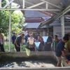Perluas Lapangan Kerja, PTBA Dorong Budidaya Ikan Gabus di Desa Tanjung Agung