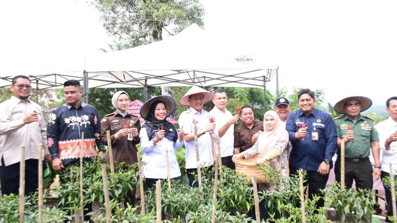 Kendalikan Inflasi, Pj Bupati Kampar Panen Cabe, Apresiasi Kerjasama Kampar Aneka Karya dengan PT. PHR